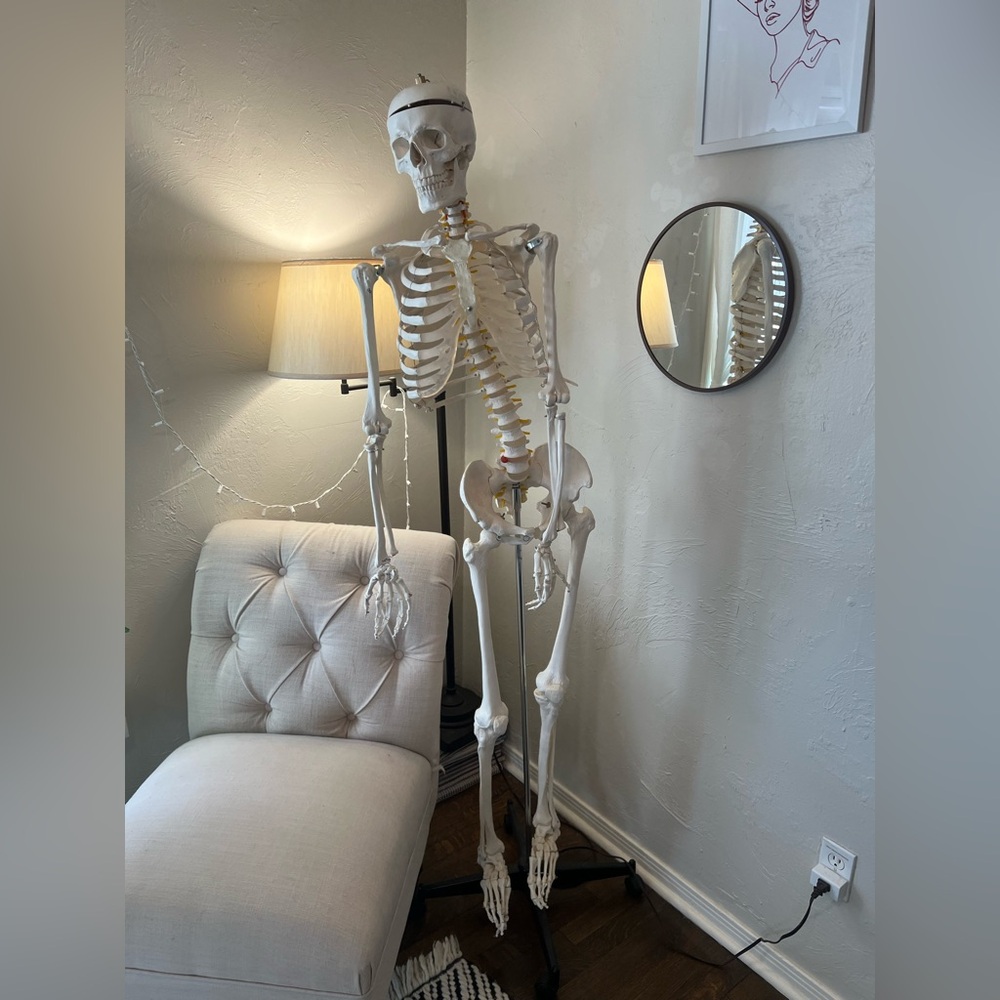 Life-Size Skeleton Model